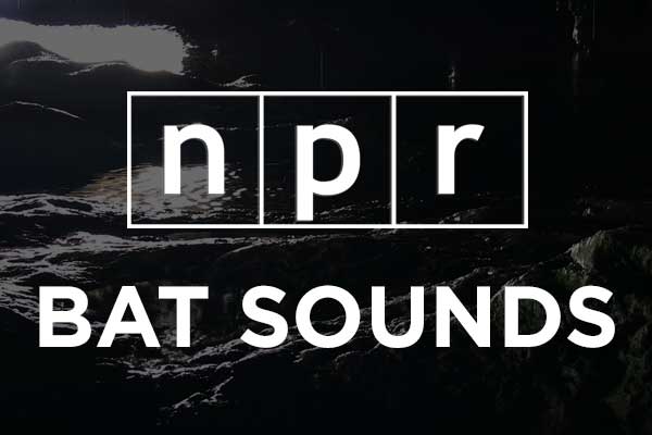 NPR: Bat Sounds