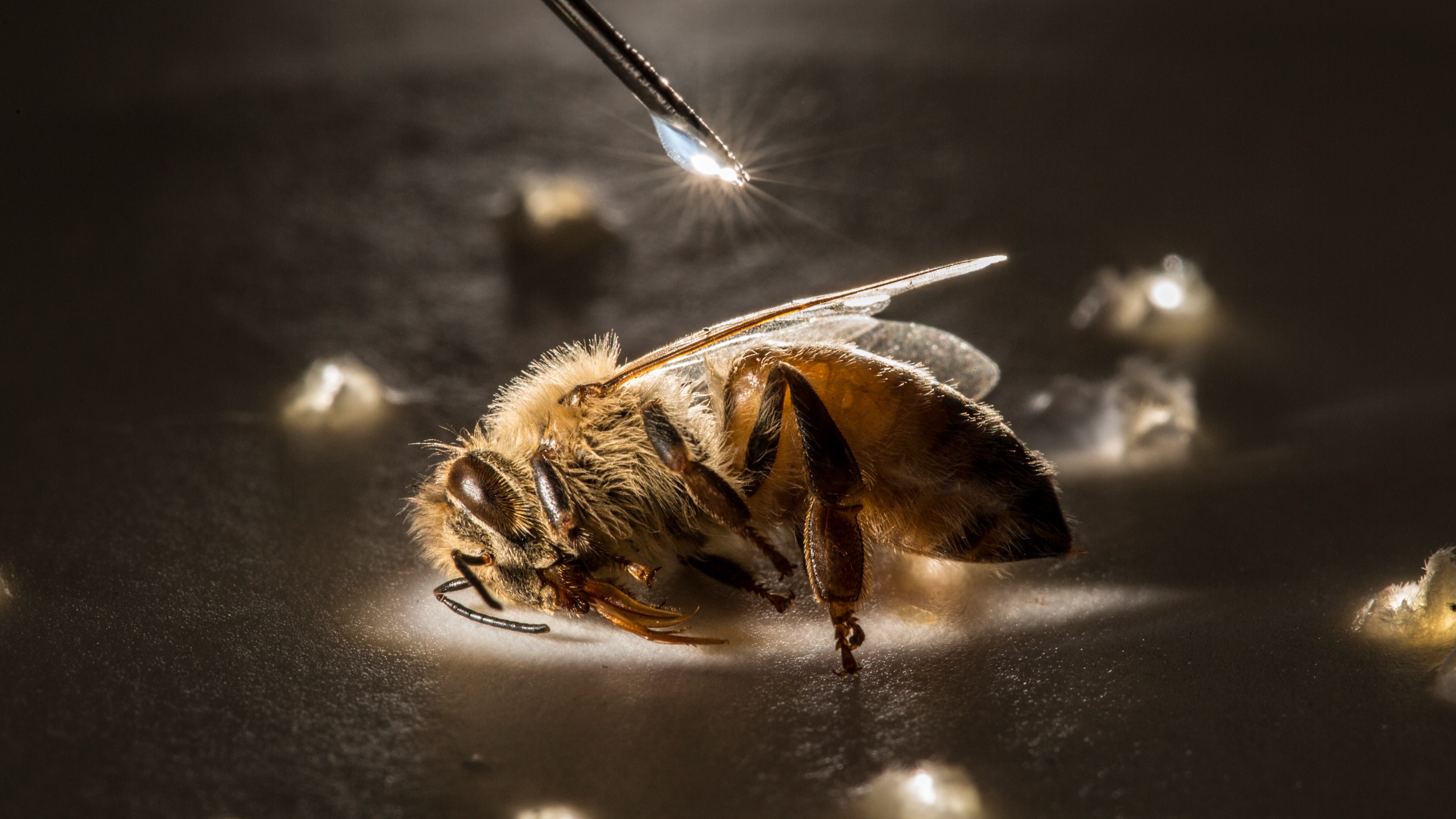 Anand Varma captured this image of a honeybee in </em>Photographer.</em>