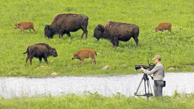Buffalo graze in the Joseph H. Williams Tallgrass Prairie Preserve in Oklahoma.