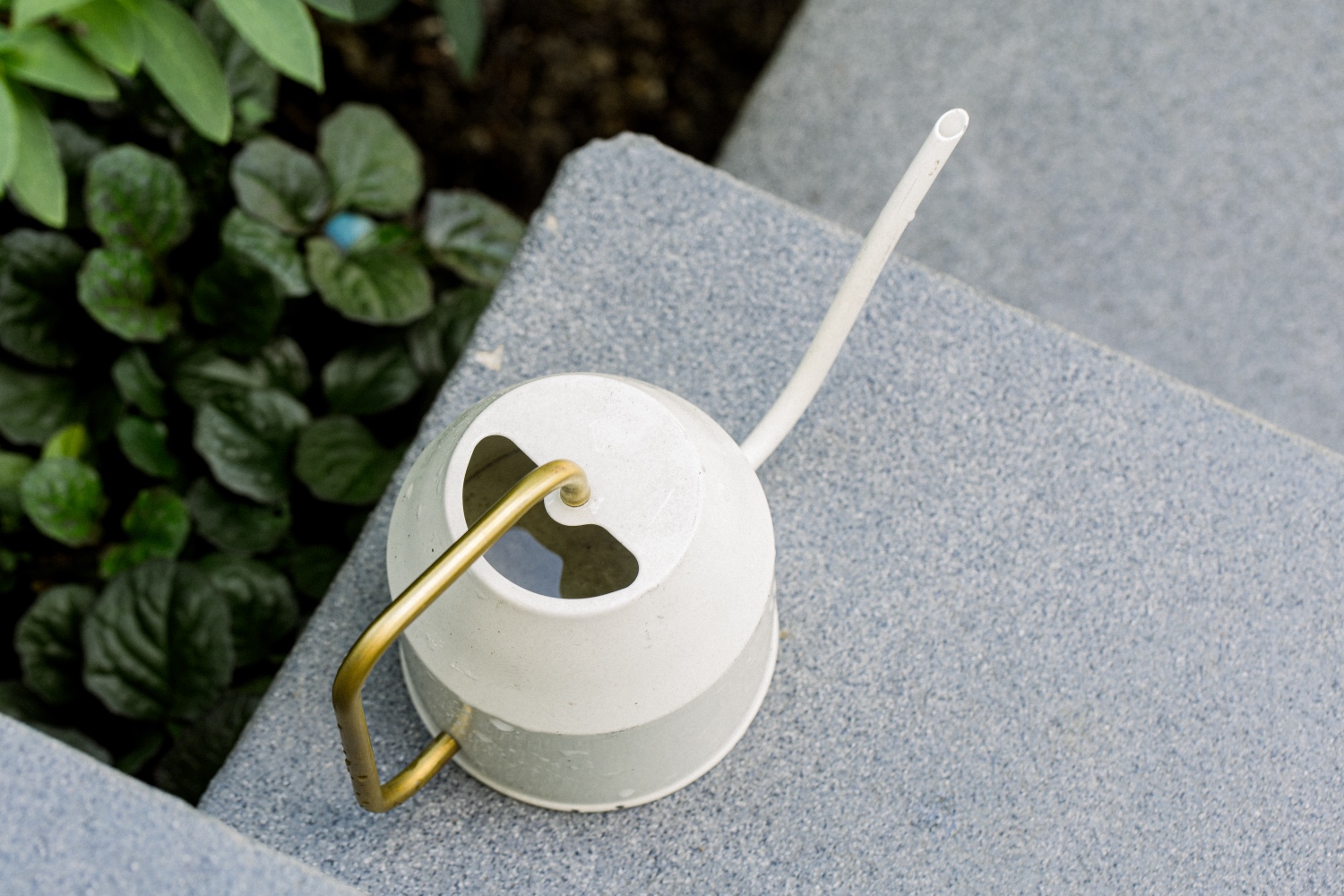 A high-angle photograph of a small, metal, cream-colored watering can with a gold handle. The watering can is filled with water, and there's a glare of light on the surface. The can sits on gray concrete steps with foliage growing to the left of the steps.