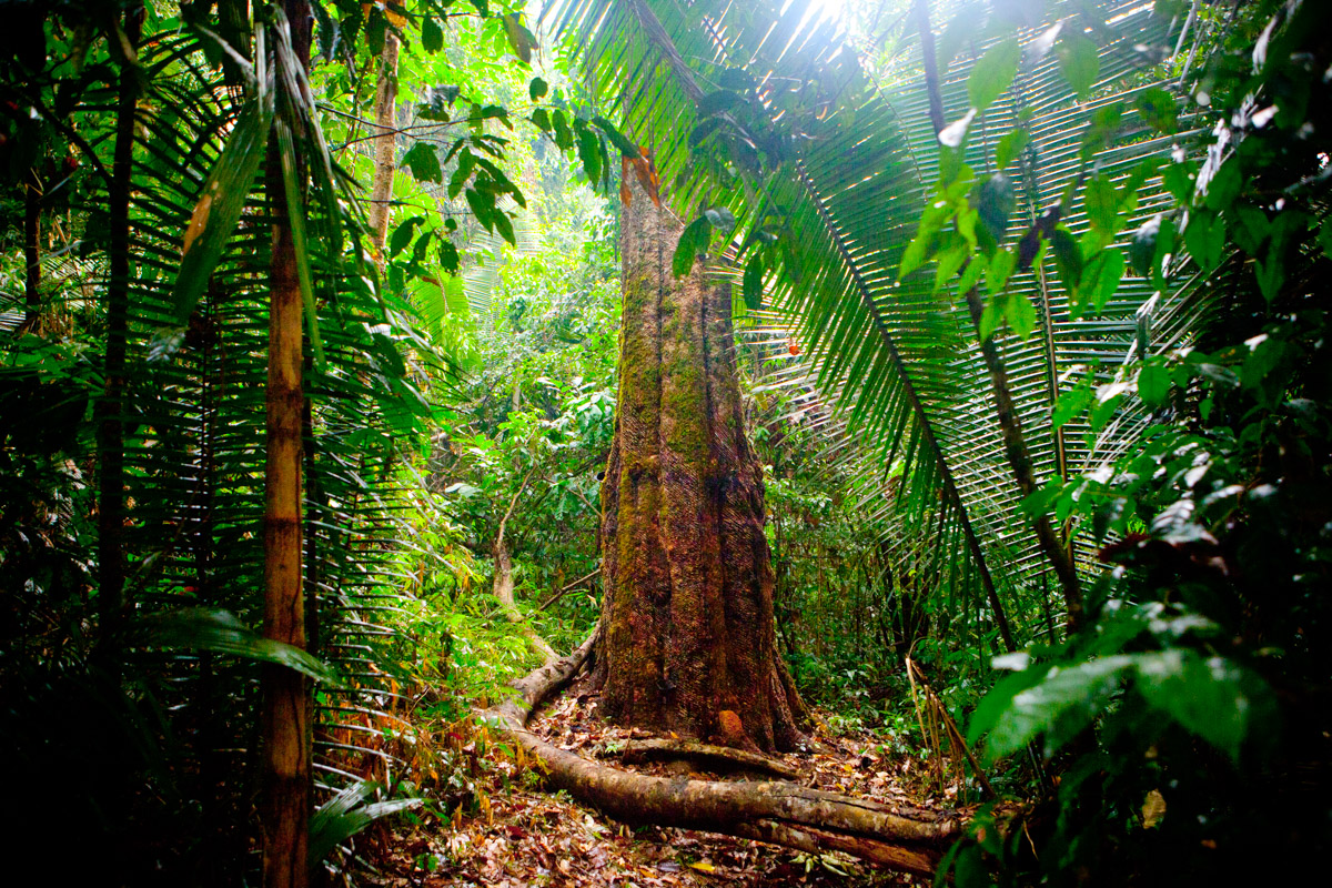 Brazil's  deforestation climbed 22% in a year : NPR