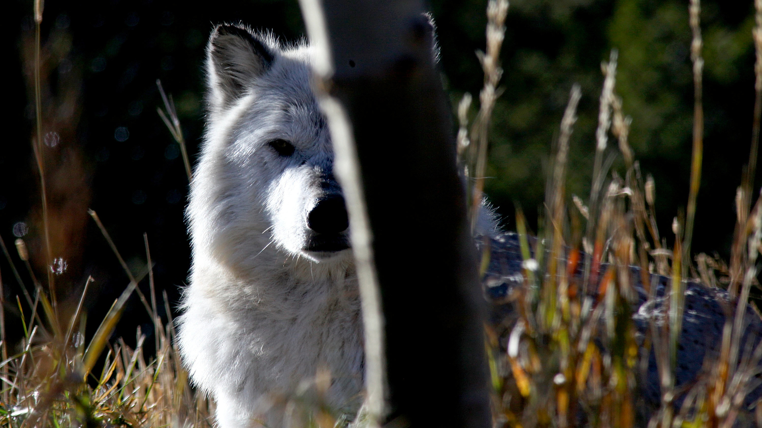 wolf-titlecard